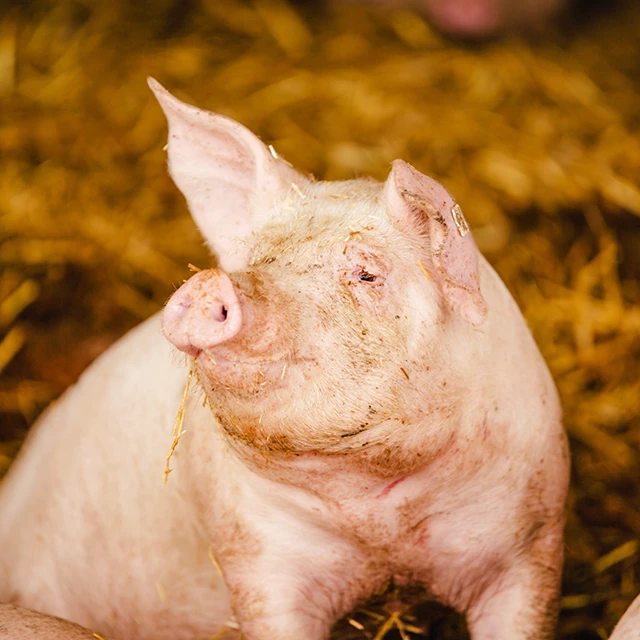 Becklinger Strohschweine vom Hof Hohls aus Becklingen